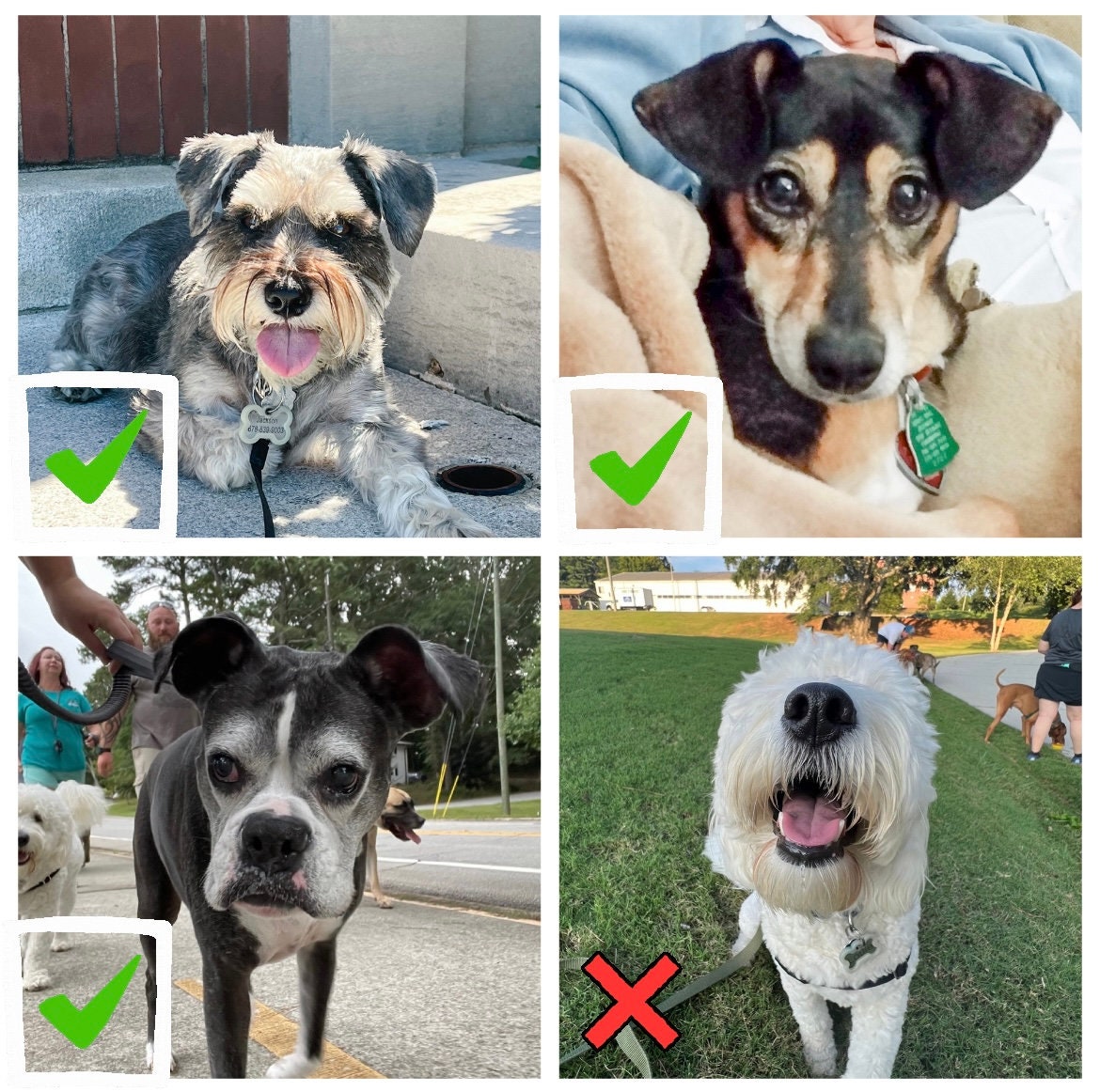 Custom Dog Ear Outline Sign - Modern Pet Line Art